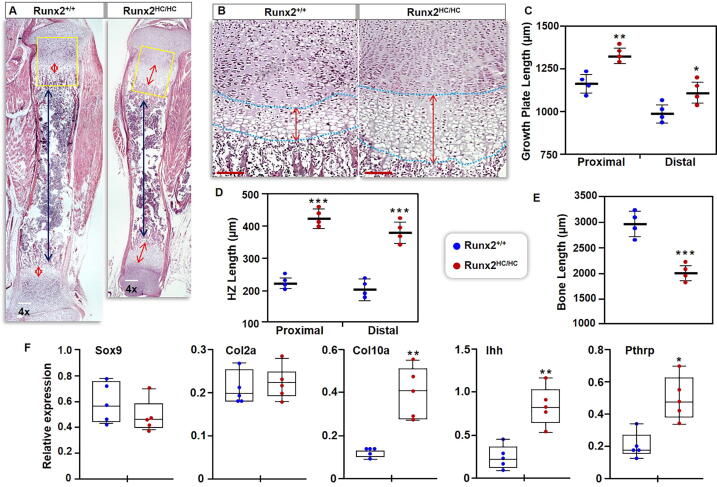 Runx2 is required for hypertrophic chondrocyte mediated degradation of cartilage matrix during endochondral ossification
