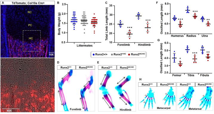 Runx2 is required for hypertrophic chondrocyte mediated degradation of cartilage matrix during endochondral ossification