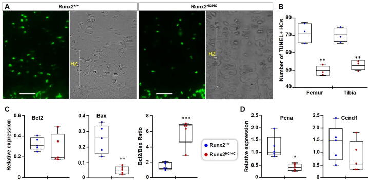 Runx2 is required for hypertrophic chondrocyte mediated degradation of cartilage matrix during endochondral ossification