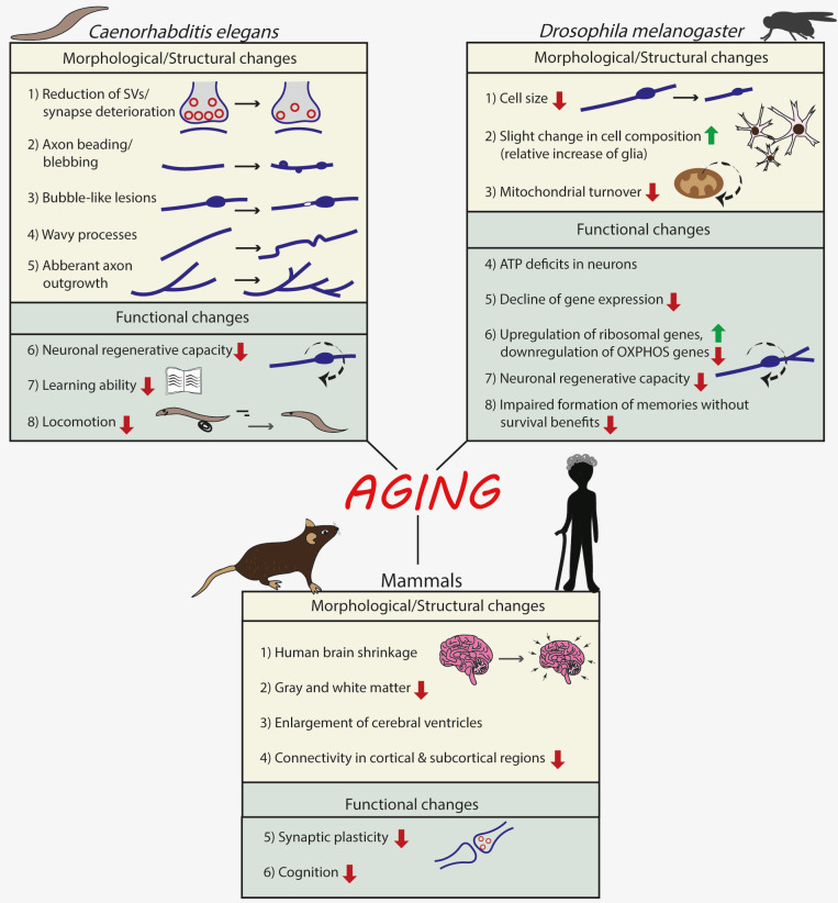 Macroautophagy and normal aging of the nervous system: Lessons from animal models.