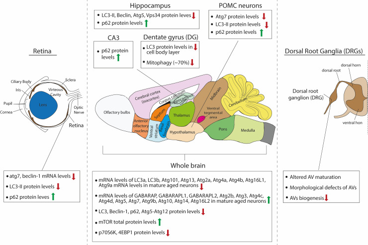 Macroautophagy and normal aging of the nervous system: Lessons from animal models.