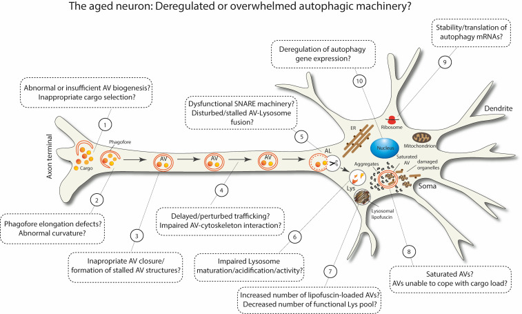 Macroautophagy and normal aging of the nervous system: Lessons from animal models.