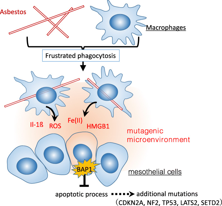 Recent progress and perspectives on the mechanisms underlying Asbestos toxicity.
