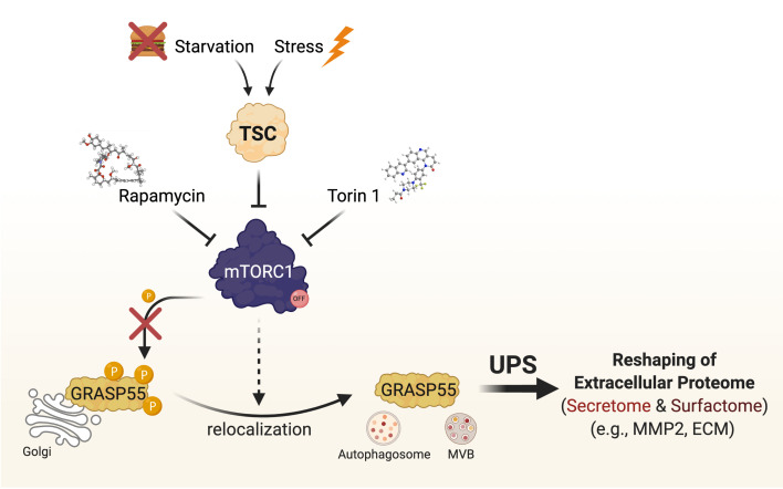 GRASPing the unconventional secretory machinery to bridge cellular stress signaling to the extracellular proteome.