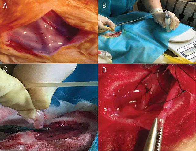 Hydraulic expansion facilitates remodeling of arteriovenous fistulas without increasing venous intimal hyperplasia in rabbits.