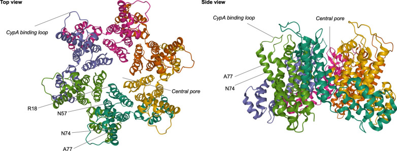 HIV-1 capsid variability: viral exploitation and evasion of capsid-binding molecules.