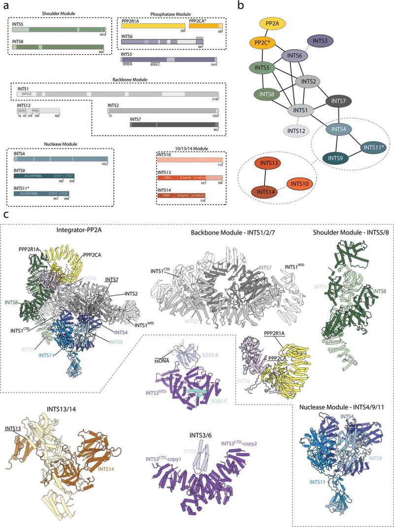 Emerging insights into the function and structure of the Integrator complex.