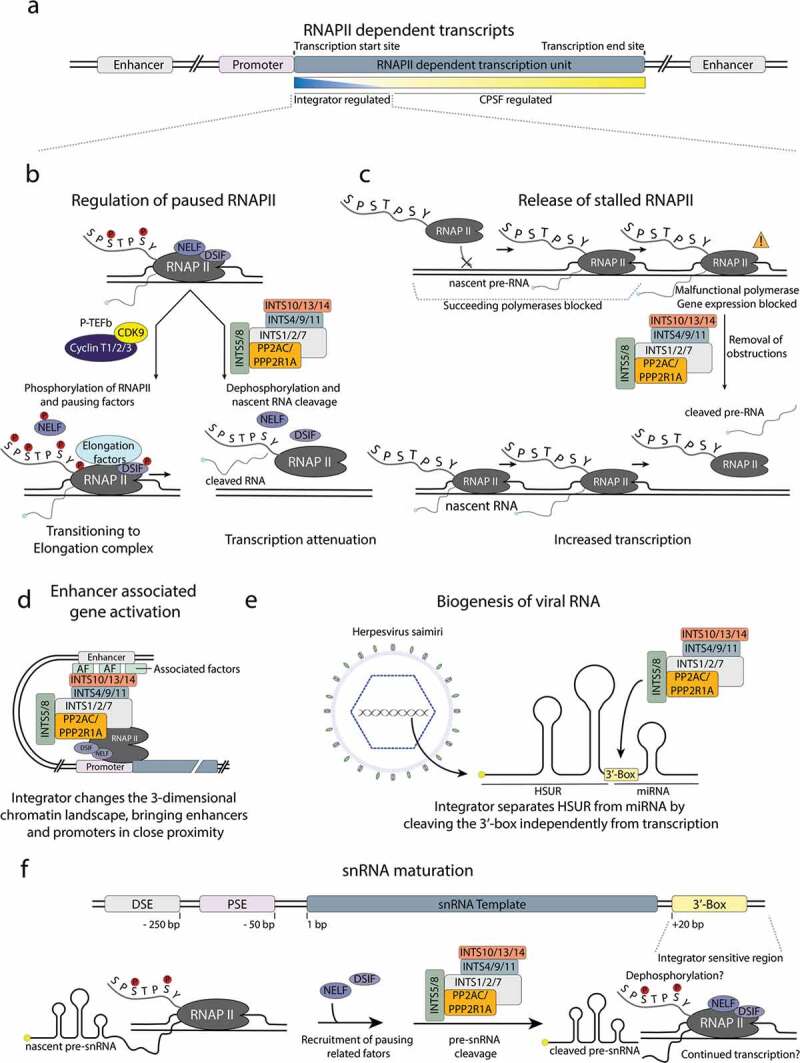 Emerging insights into the function and structure of the Integrator complex.