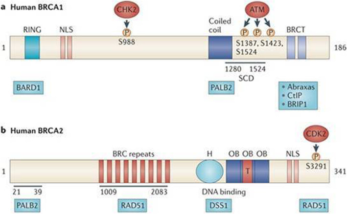 Can harmful lifestyle, obesity and weight changes increase the risk of breast cancer in BRCA 1 and BRCA 2 mutation carriers? A Mini review.