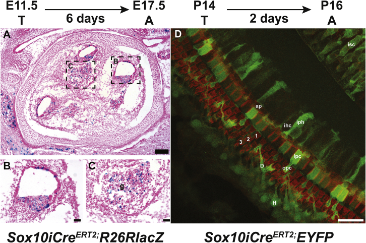 <i>GJB2</i> gene therapy and conditional deletion reveal developmental stage-dependent effects on inner ear structure and function.