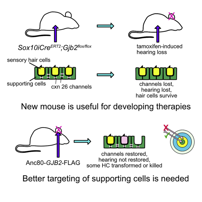 <i>GJB2</i> gene therapy and conditional deletion reveal developmental stage-dependent effects on inner ear structure and function.