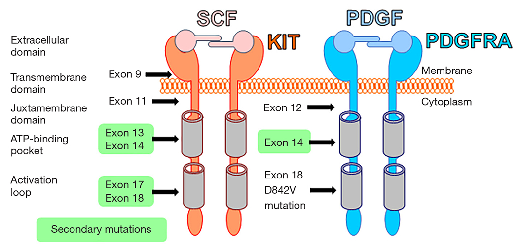 A narrative review of imatinib-resistant gastrointestinal stromal tumors.