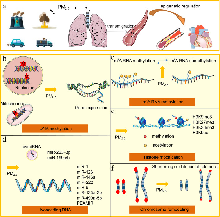 The critical role of epigenetic mechanism in PM<sub>2.5</sub>-induced cardiovascular diseases.
