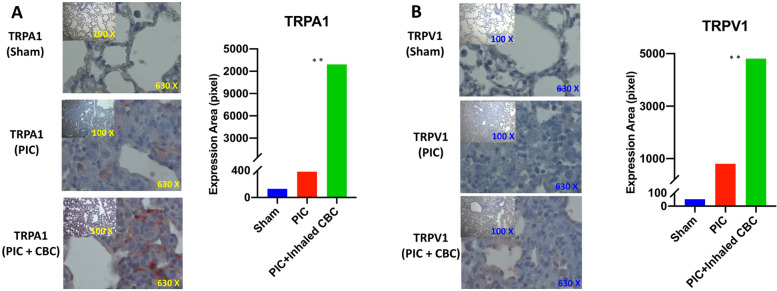 A potential role for cannabichromene in modulating TRP channels during acute respiratory distress syndrome.