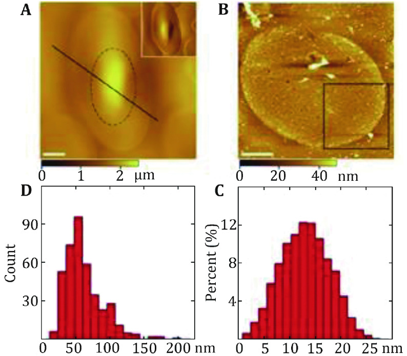 Studying structure and functions of cell membranes by single molecule biophysical techniques.