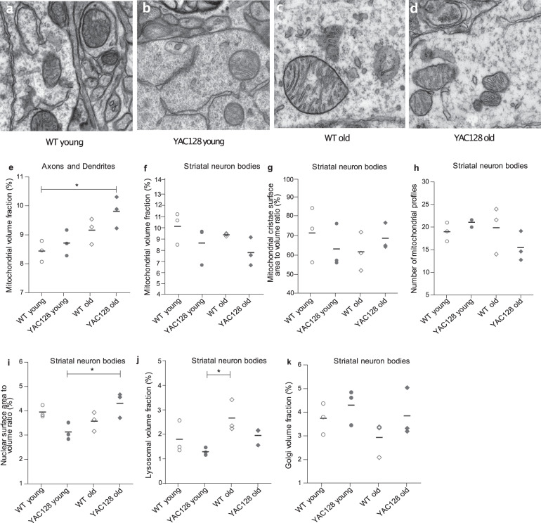 Age-related mitochondrial alterations in brain and skeletal muscle of the YAC128 model of Huntington disease.