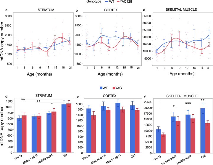 Age-related mitochondrial alterations in brain and skeletal muscle of the YAC128 model of Huntington disease.