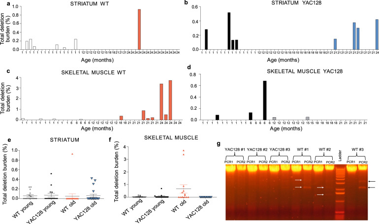 Age-related mitochondrial alterations in brain and skeletal muscle of the YAC128 model of Huntington disease.