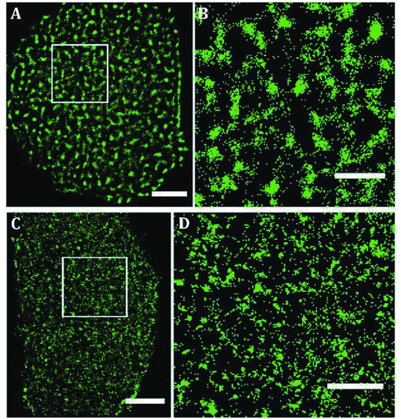 Studying structure and functions of cell membranes by single molecule biophysical techniques.