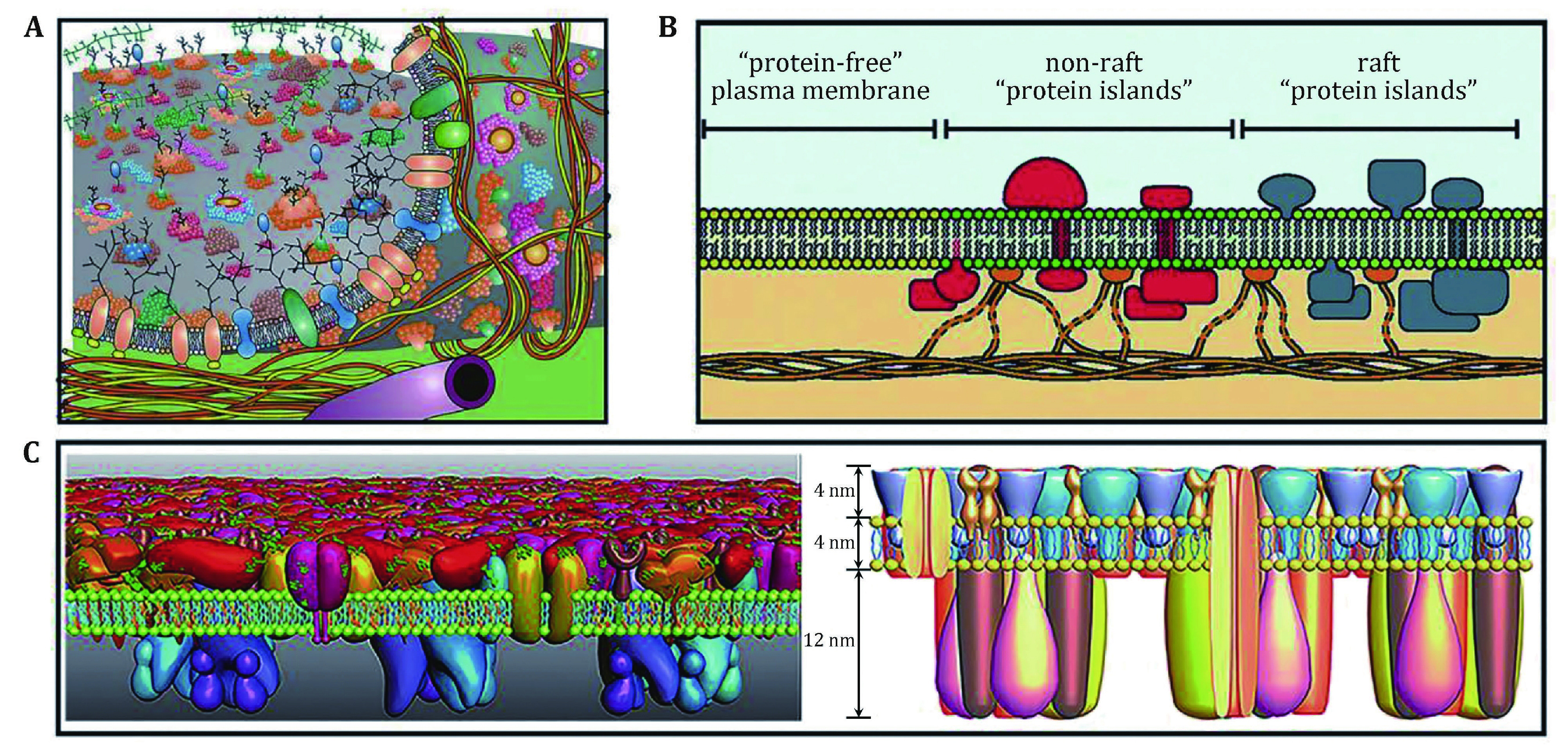 Studying structure and functions of cell membranes by single molecule biophysical techniques.