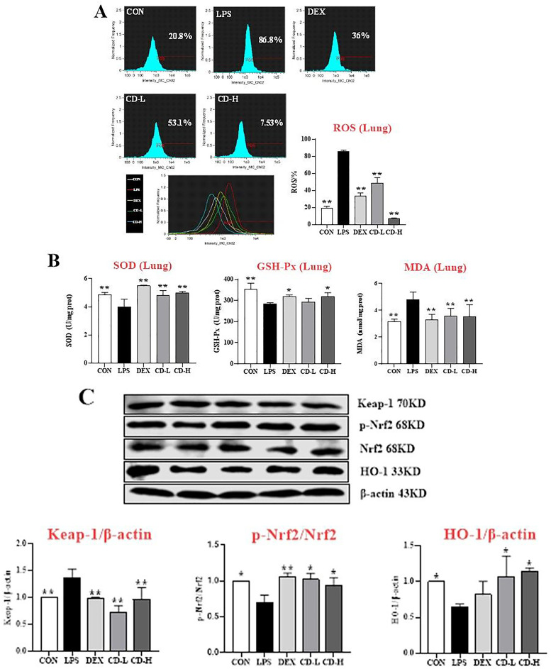 Chrysosplenol D protects mice against LPS-induced acute lung injury by inhibiting oxidative stress, inflammation, and apoptosis via TLR4-MAPKs/NF-κB signaling pathways.