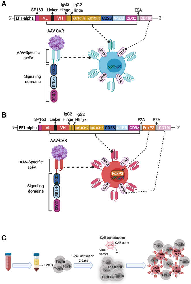 Modulating immune responses to AAV by expanded polyclonal T-regs and capsid specific chimeric antigen receptor T-regulatory cells.