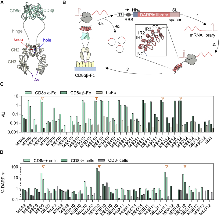 Lentiviral and adeno-associated vectors efficiently transduce mouse T lymphocytes when targeted to murine CD8.