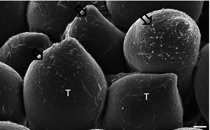 Teliospore mucilage of Puccinia miscanthi revealed through the axial imaging of secondary electrons