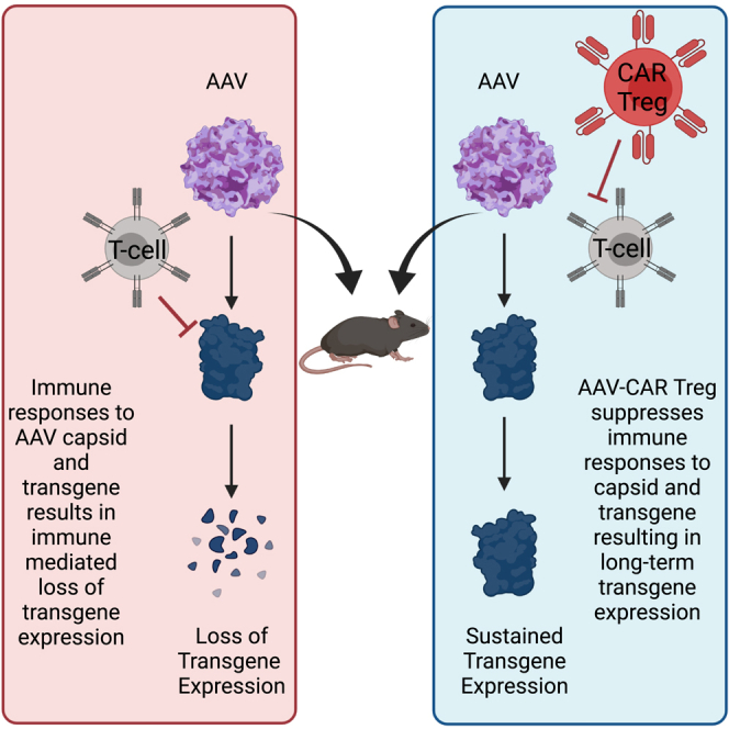Modulating immune responses to AAV by expanded polyclonal T-regs and capsid specific chimeric antigen receptor T-regulatory cells.