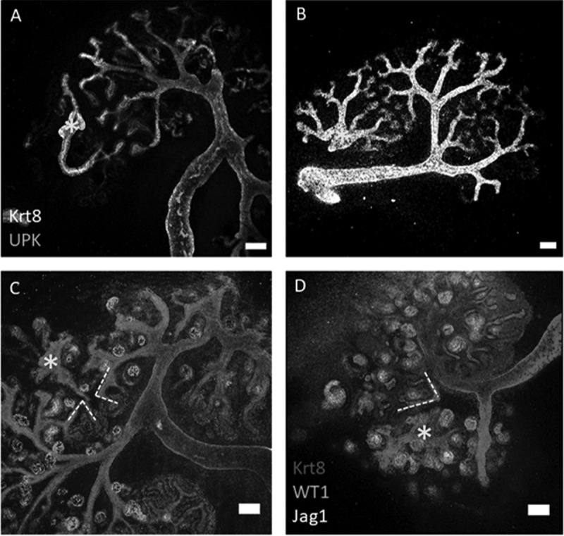 Connection of ES Cell-derived Collecting Ducts and Ureter-like Structures to Host Kidneys in Culture.