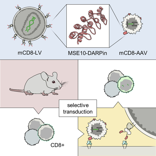 Lentiviral and adeno-associated vectors efficiently transduce mouse T lymphocytes when targeted to murine CD8.