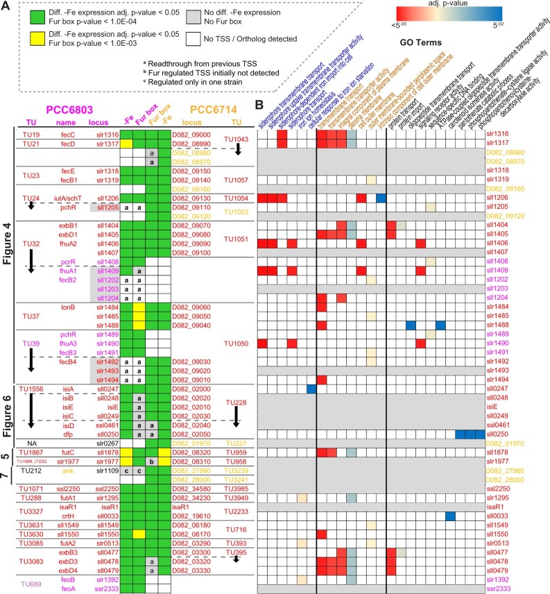 Genome-wide identification and characterization of Fur-binding sites in the cyanobacteria Synechocystis sp. PCC 6803 and PCC 6714.