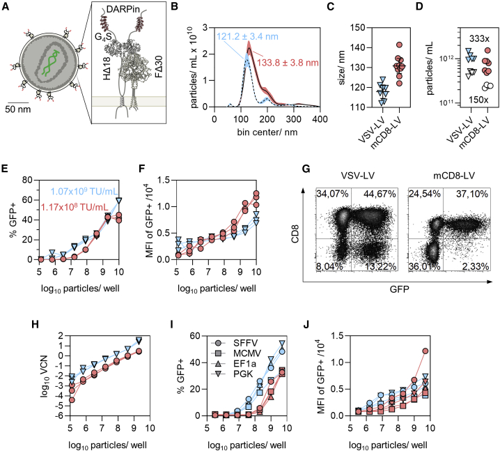 Lentiviral and adeno-associated vectors efficiently transduce mouse T lymphocytes when targeted to murine CD8.