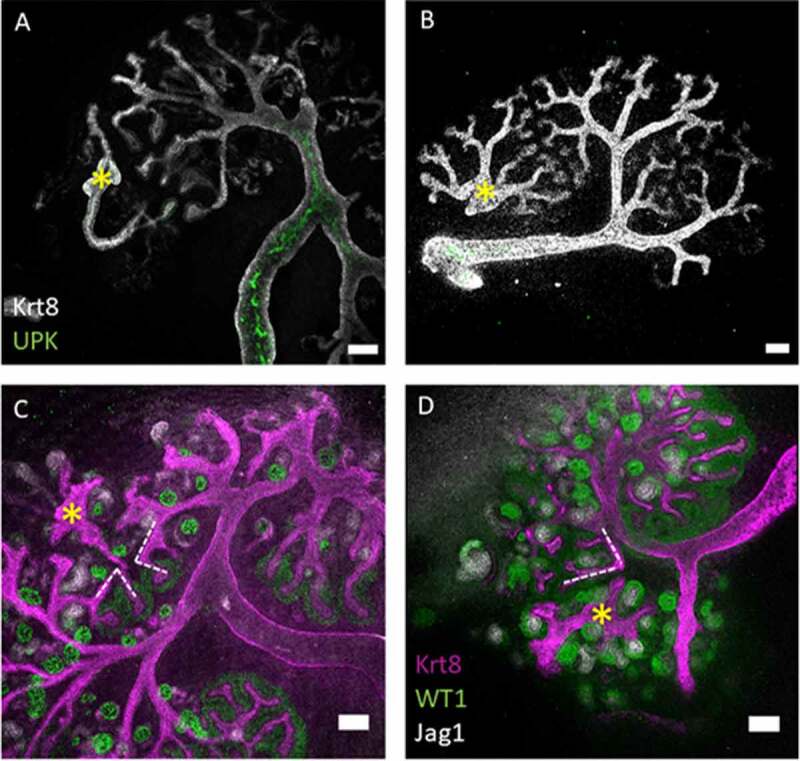 Connection of ES Cell-derived Collecting Ducts and Ureter-like Structures to Host Kidneys in Culture.