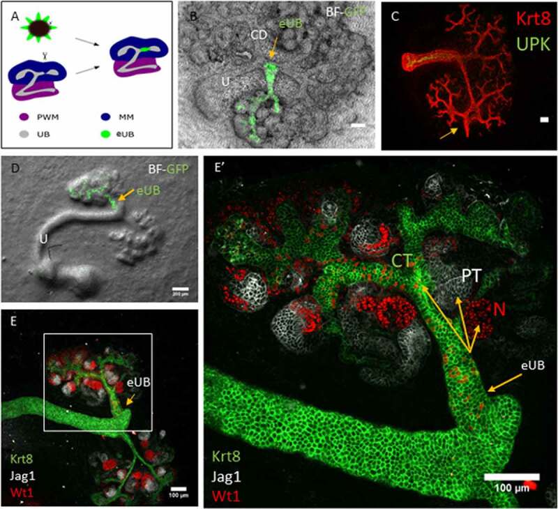 Connection of ES Cell-derived Collecting Ducts and Ureter-like Structures to Host Kidneys in Culture.