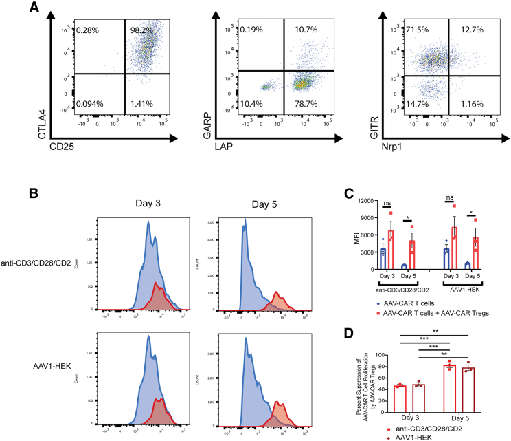 Modulating immune responses to AAV by expanded polyclonal T-regs and capsid specific chimeric antigen receptor T-regulatory cells.