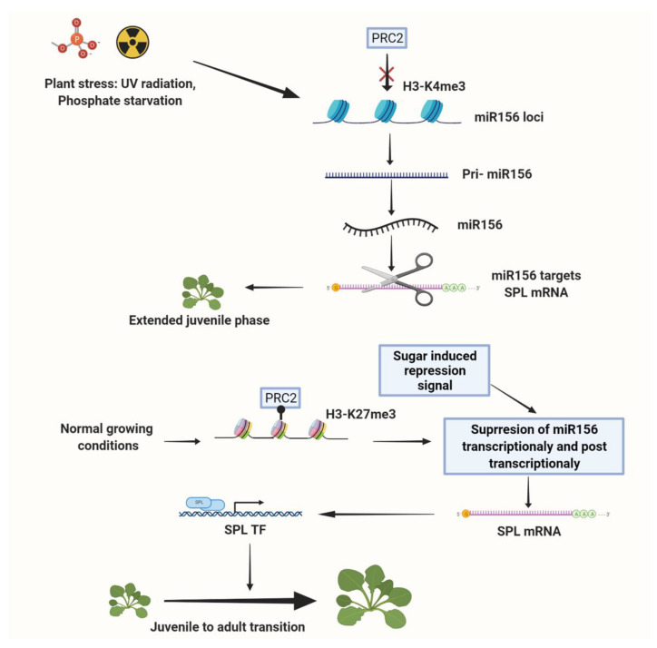 The Regulation of Plant Vegetative Phase Transition and Rejuvenation: miRNAs, a Key Regulator.