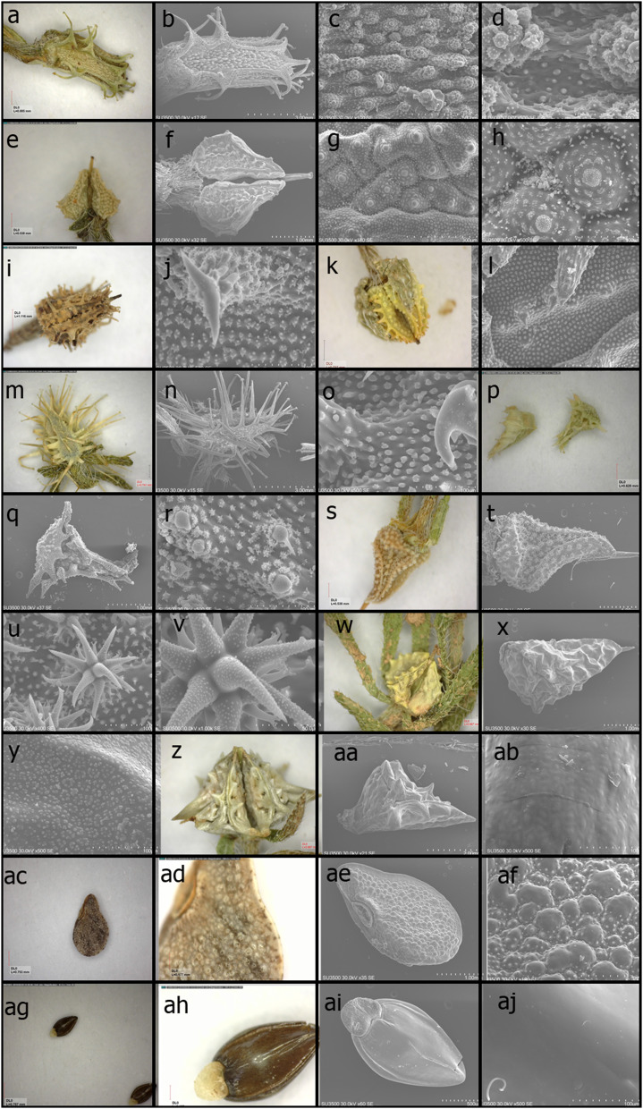 Nutlet micromorphology and character evolution of Lappula species (Boraginaceae) and its systematic implications.