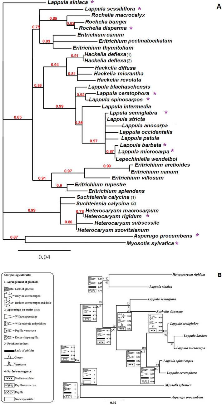 Nutlet micromorphology and character evolution of Lappula species (Boraginaceae) and its systematic implications.