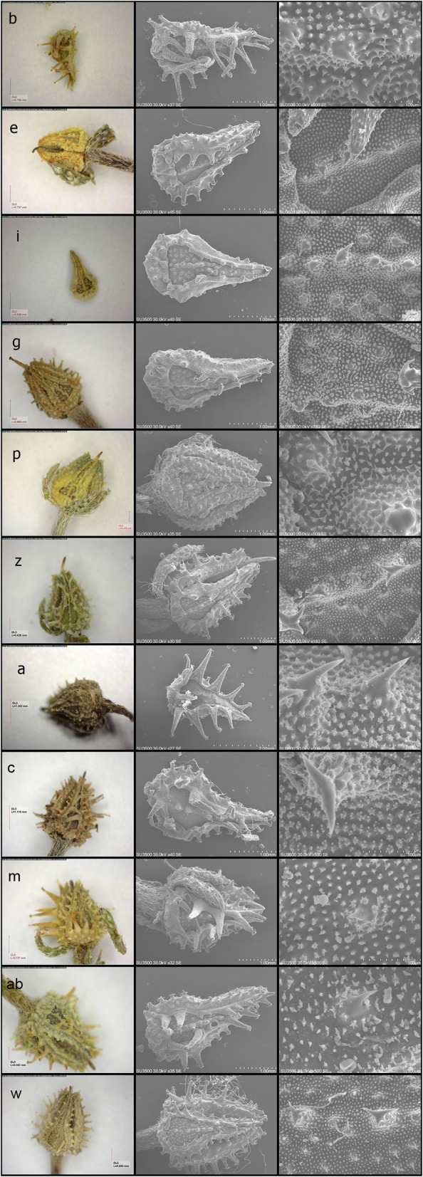 Nutlet micromorphology and character evolution of Lappula species (Boraginaceae) and its systematic implications.