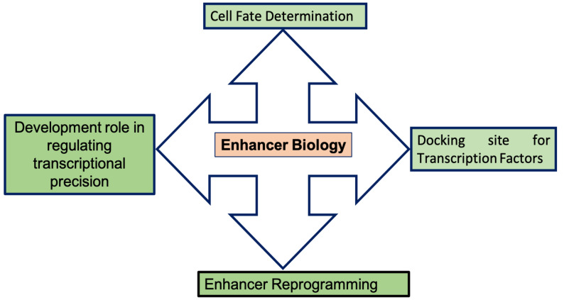 Role of Enhancers in Development and Diseases.