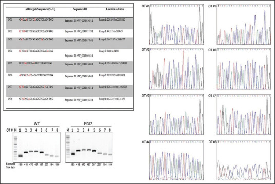 Cancer spectrum in TP53-deficient golden Syrian hamsters: A new model for Li-Fraumeni syndrome.