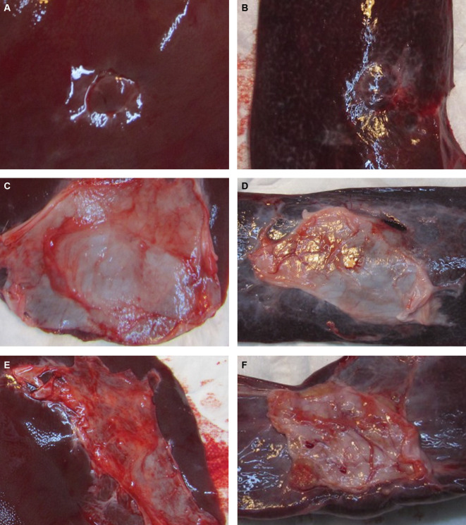 Safety and efficacy of sFilm-FS, a novel biodegradable fibrin sealant, in Göttingen minipigs.