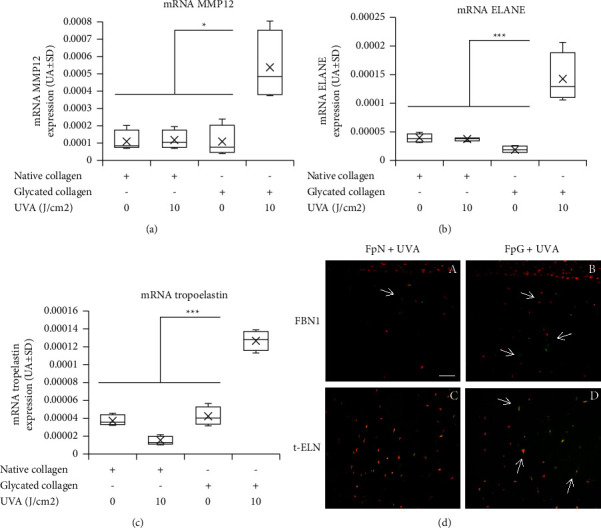 UVA Exposure Combined with Glycation of the Dermis Are Two Catalysts for Skin Aging and Promotes a Favorable Environment to the Appearance of Elastosis.