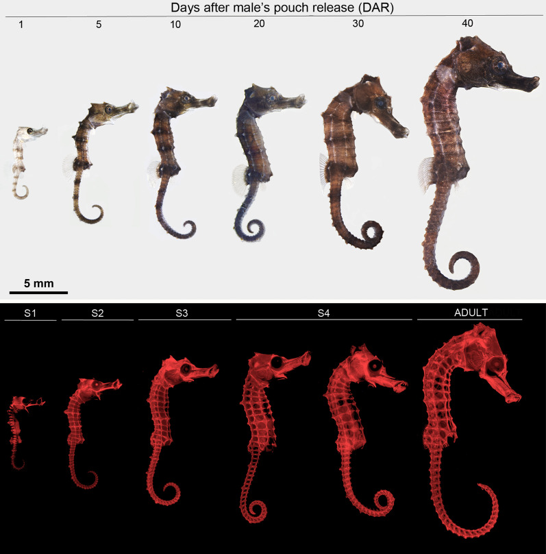 Dynamic changes in DNA methylation during seahorse (Hippocampus reidi) postnatal development and settlement.