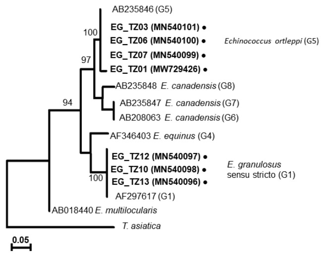 Genotypes of Echinococcus Species from Cattle in Tanzania.