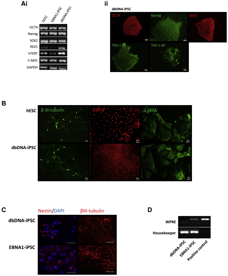 Safe and stable generation of induced pluripotent stem cells using doggybone DNA vectors.