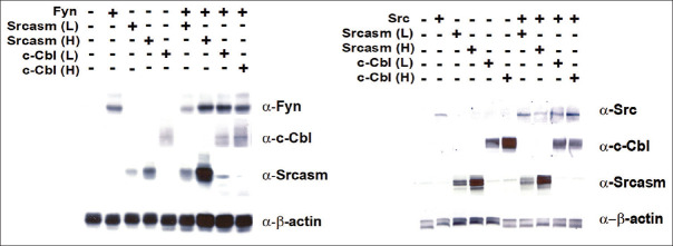 Downregulation of Src-family tyrosine kinases by Srcasm and c-Cbl: A comparative analysis.