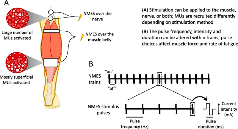 Enhancing Adaptations to Neuromuscular Electrical Stimulation Training Interventions.