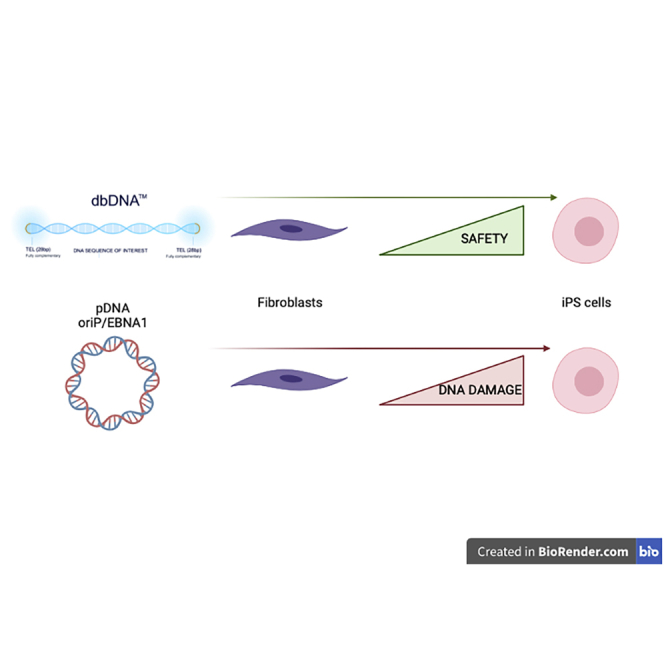 Safe and stable generation of induced pluripotent stem cells using doggybone DNA vectors.